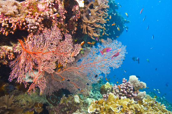 Great Barrier Reef in 3D