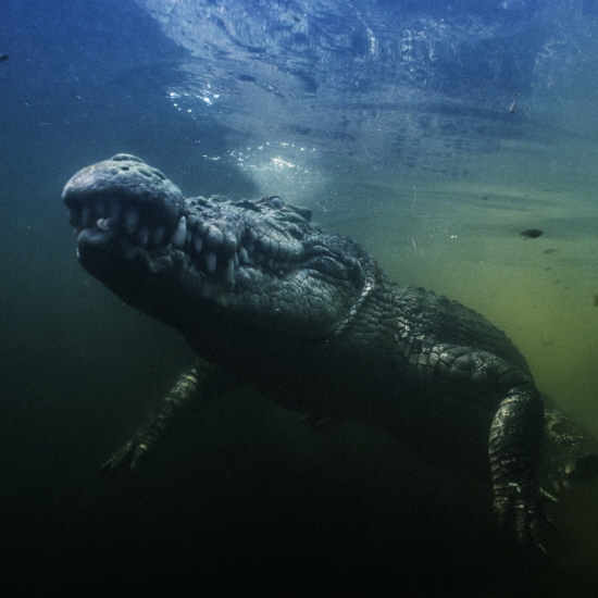 Australia's Great Wild North in 3D