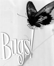 Bugs! 3D