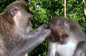 monkey around