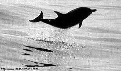 Dolphins