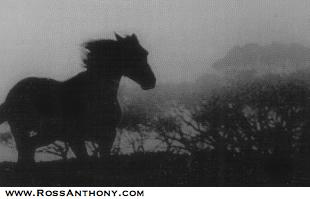 Horses: The Story of Equus