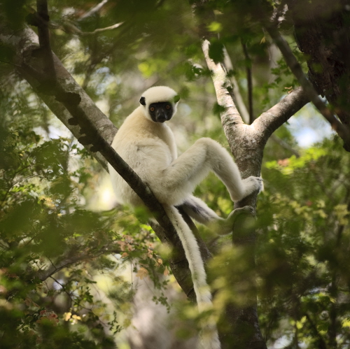 lemur