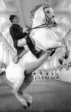Majestic White Horses