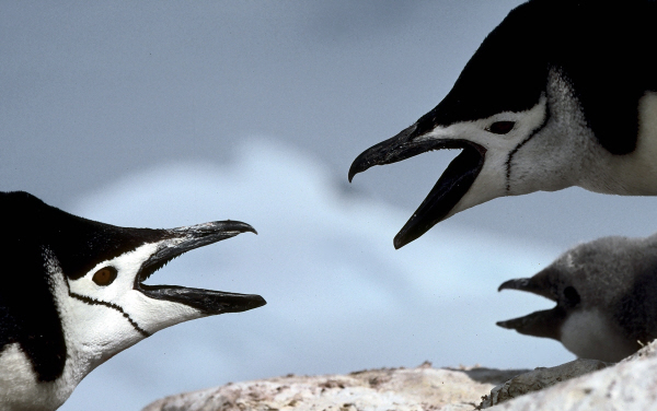Penguin Counters