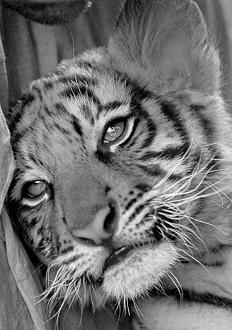 Two Brothers