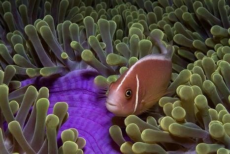 Under the Sea 3D Imax
